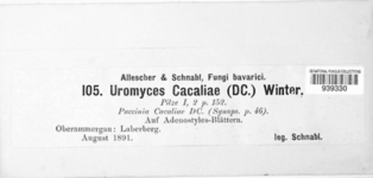 Uromyces cacaliae image